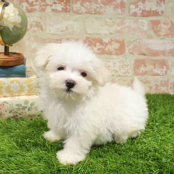 Male Maltese puppy named Benny for sale at Waggles Raleigh.