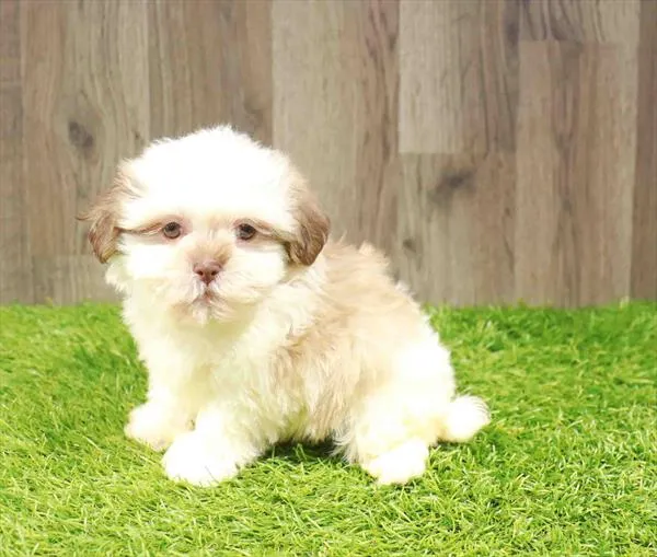 Male Malshi puppy named James for sale at Waggles Charlotte.
