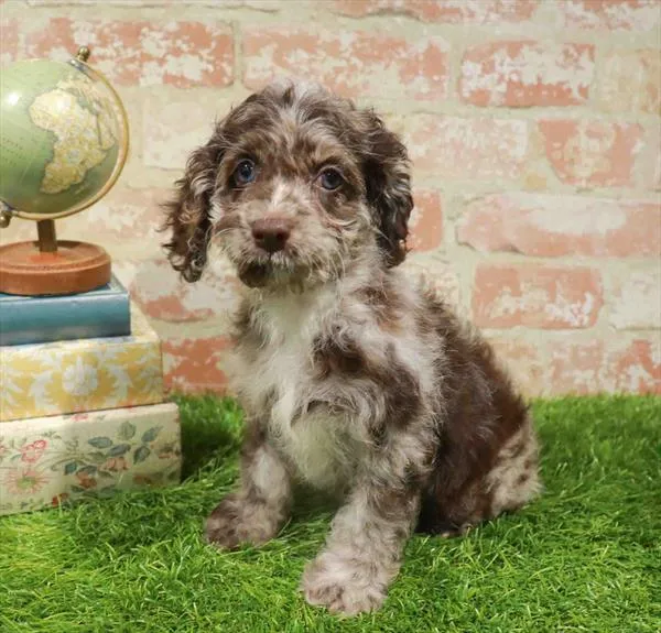 Female Cockapoo puppy named Nora for sale at Waggles Charlotte.