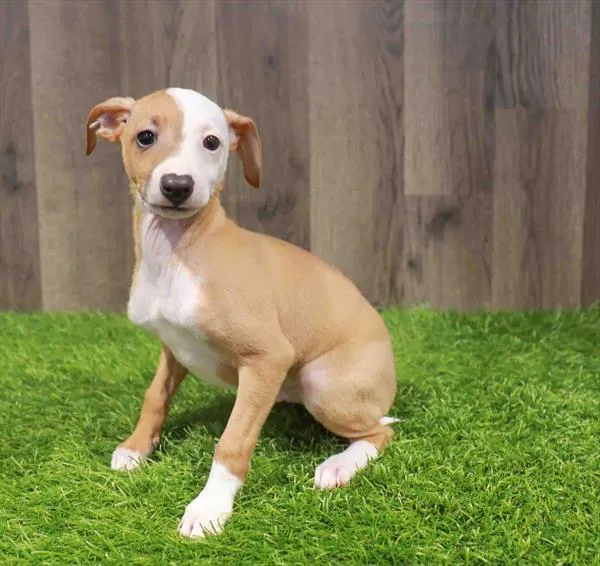 Male Italian Greyhound puppy named Romeo for sale at Waggles Greensboro.