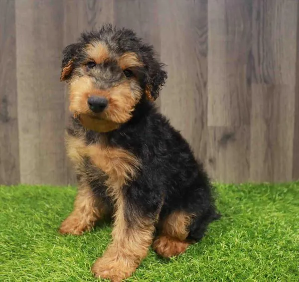 Male Welsh Terrier puppy named Wall-E for sale at Waggles Greensboro.