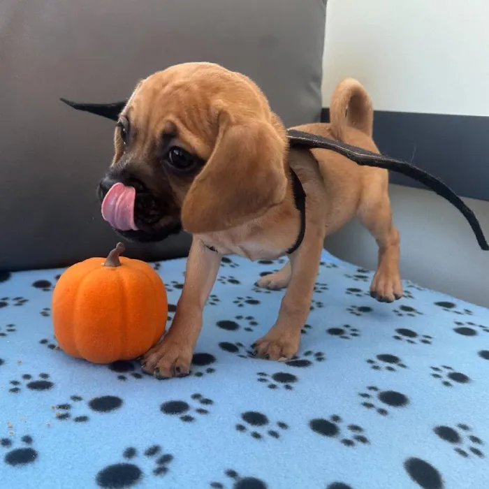 Female Puggle puppy named Frida for sale at Waggles Charlotte.
