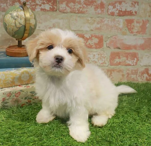 Female Shipoo puppy named Lola for sale at Waggles Charlotte.
