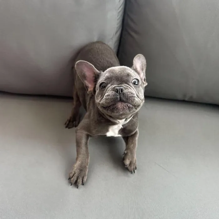 Female French Bulldog puppy named Carmen for sale at Waggles Charlotte.
