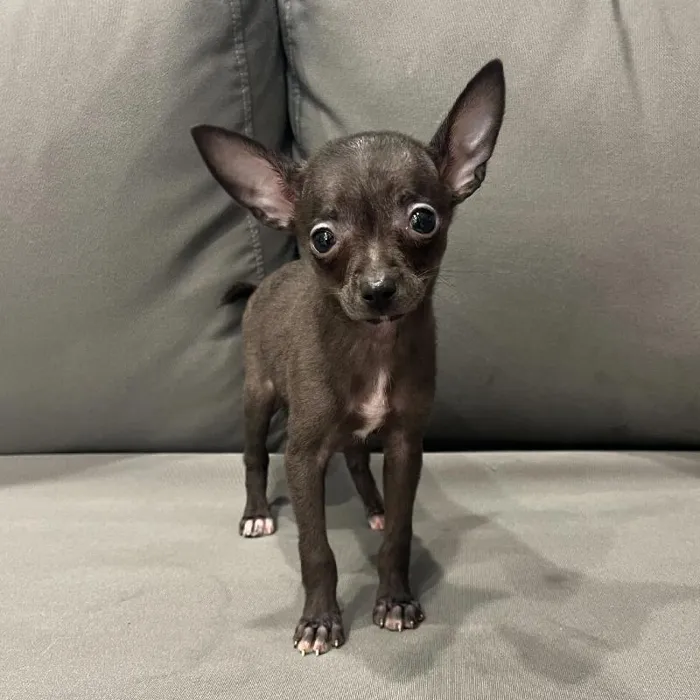 Female Chihuahua puppy named Sage for sale at Waggles Charlotte.