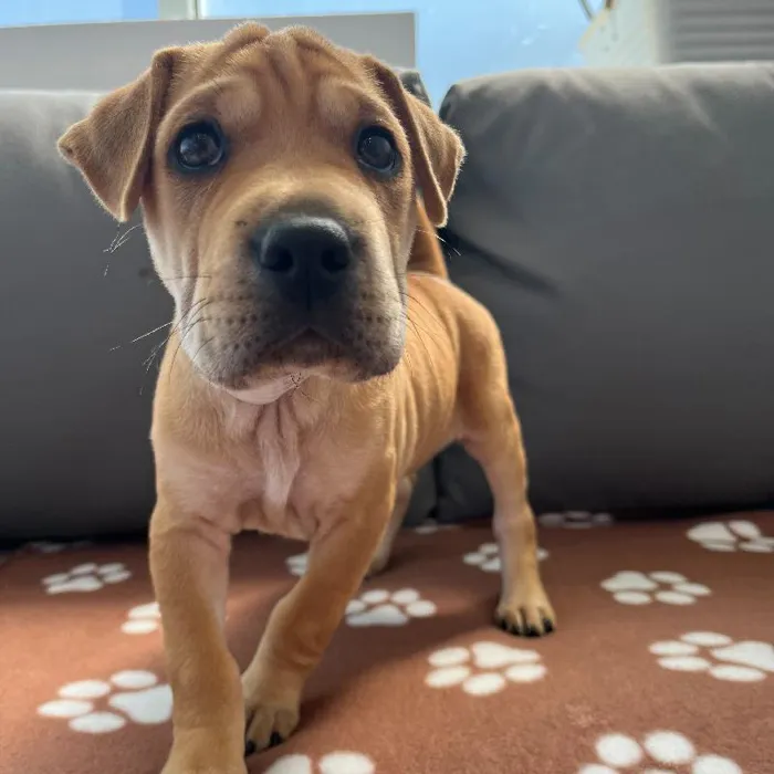 Female Mini Walrus puppy named Penny for sale at Waggles Charlotte.