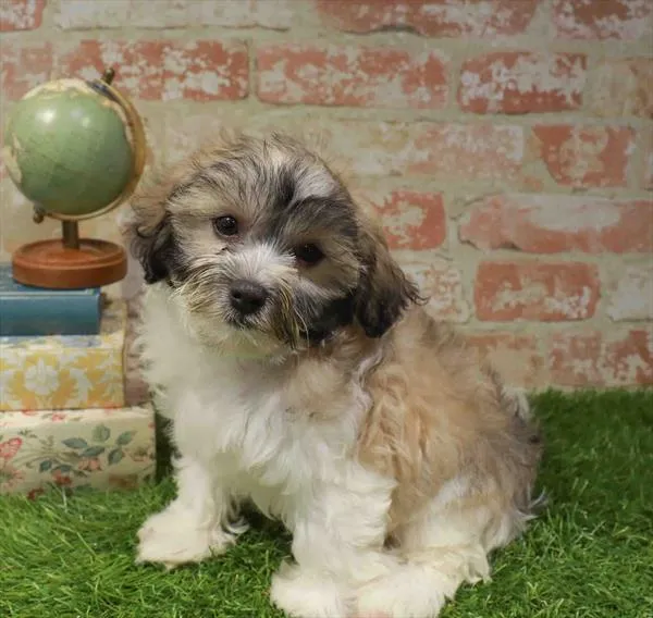 Male Malshi puppy named Steven for sale at Waggles Charlotte.