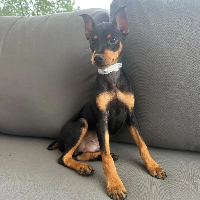 Male Min Pin puppy named Tony for sale at Waggles Charlotte.