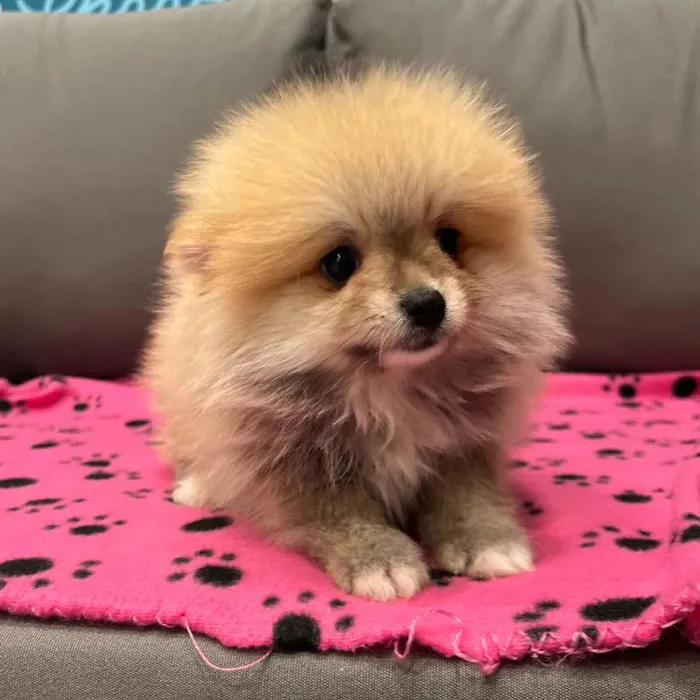 Male Pomeranian puppy named Phoenix for sale at Waggles Charlotte.
