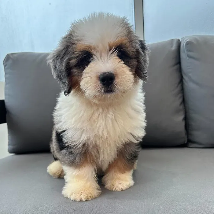 Male Mini Bernedoodle puppy named Cody for sale at Waggles Charlotte.