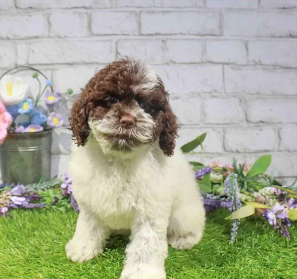 Female Cockapoo puppy named Daisy for sale at Waggles Greensboro.