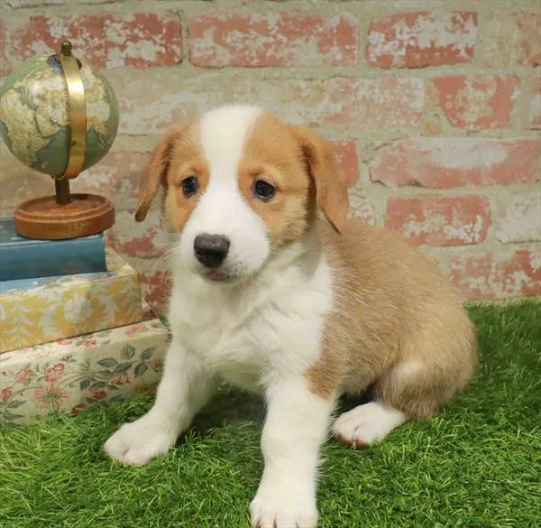 Female Pembroke Welsh Corgi puppy named Annabelle for sale at Waggles Raleigh.