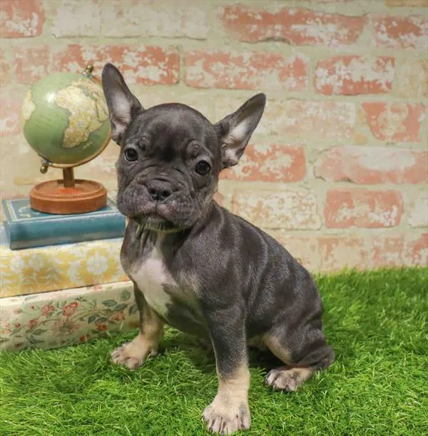 Female French Bulldog puppy named Hazel for sale at Waggles Charlotte.