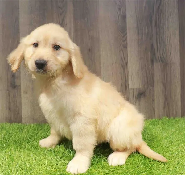 Female Golden Retriever puppy named Josie for sale at Waggles Charlotte.