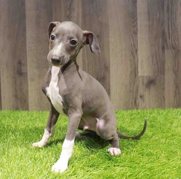 Male Italian Greyhound puppy named Sawyer for sale at Waggles Charlotte.