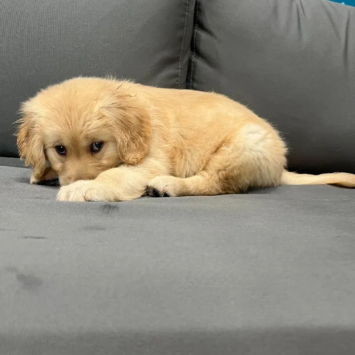 Female Golden Retriever puppy named Josie for sale at Waggles Charlotte.