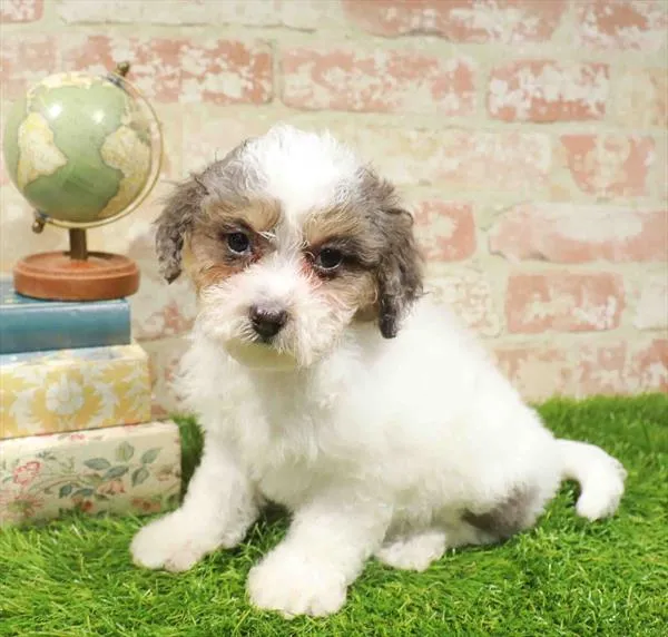 Male Bichapoo puppy for sale at Waggles Greensboro.