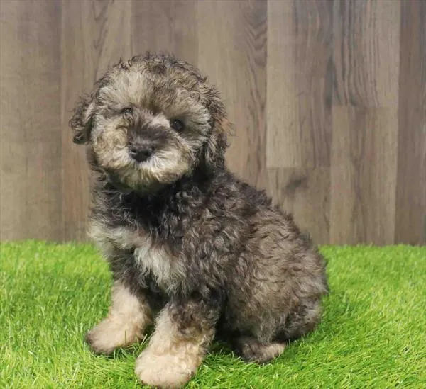 Male Schnoodle puppy named Leonard for sale at Waggles Charlotte.