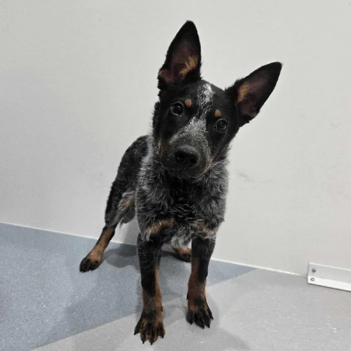 Male Blue Heeler puppy named Tim for sale at Waggles Charlotte.