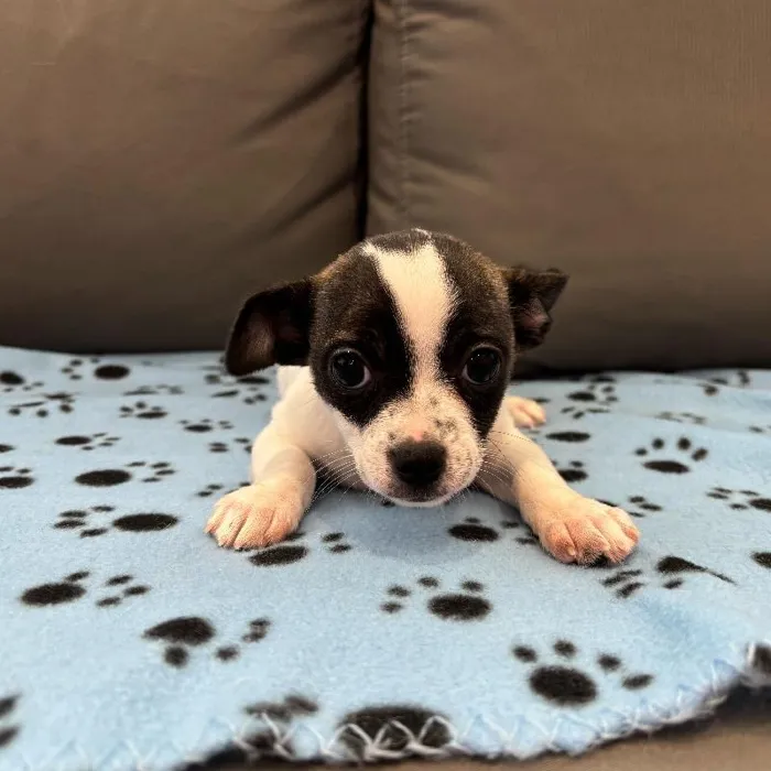 Male Chihuahua puppy named Ash for sale at Waggles Charlotte.