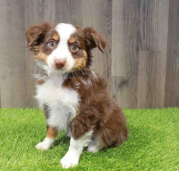 Female Mini Aussie puppy named Roan for sale at Waggles Charlotte.