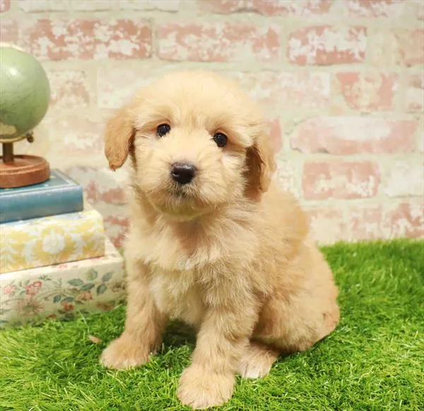 Female Mini Goldendoodle puppy named Penny for sale at Waggles Charlotte.