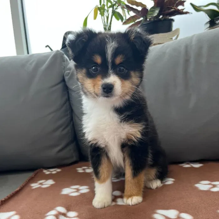 Female Mini Aussie puppy named Lassie for sale at Waggles Charlotte.