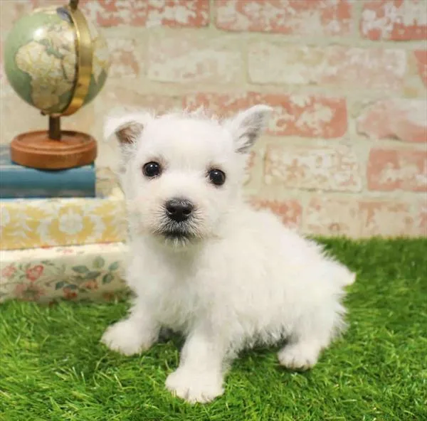 Male West Highland White Terrier puppy named Mike for sale at Waggles Greensboro.