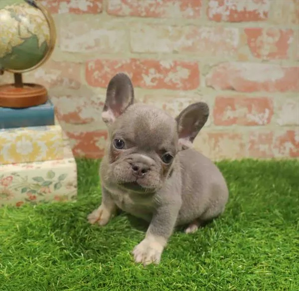 Male French Bulldog puppy for sale at Waggles Greensboro.