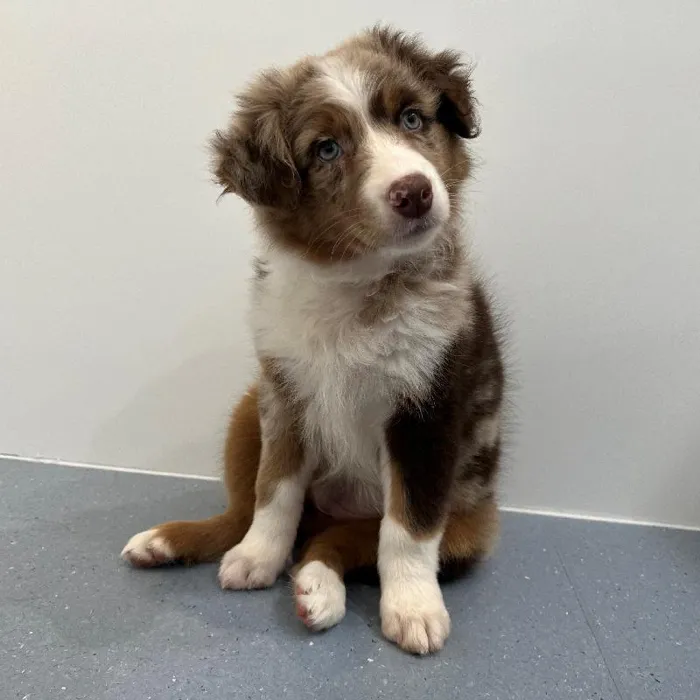 Female Australian Shepherd puppy named Alice for sale at Waggles Charlotte.