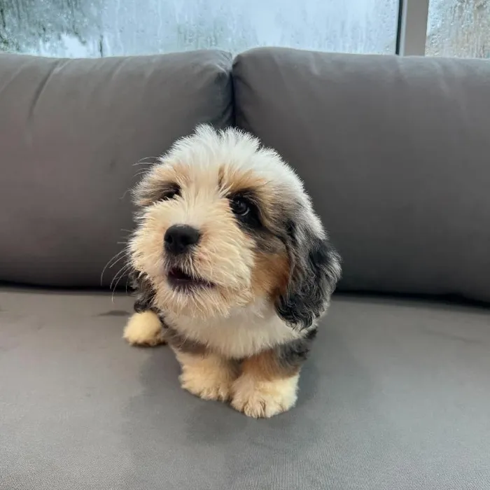 Male Mini Bernedoodle puppy named Cody for sale at Waggles Charlotte.