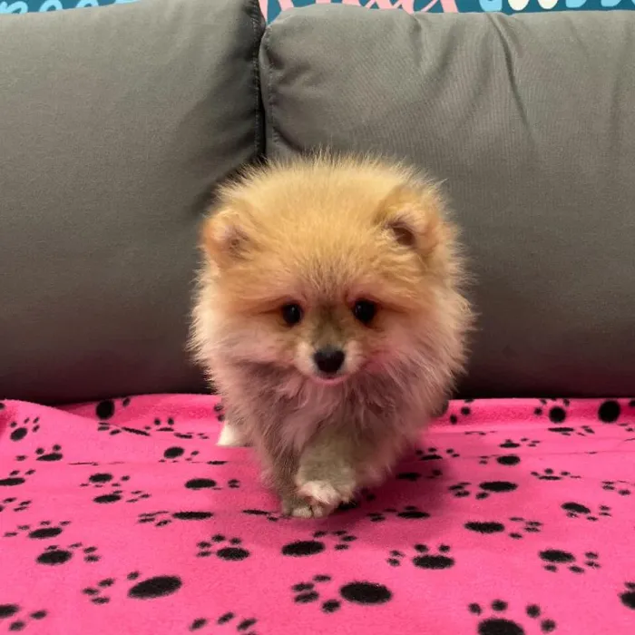 Male Pomeranian puppy named Phoenix for sale at Waggles Charlotte.