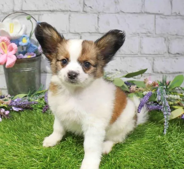 Male Papillon puppy named Zazu for sale at Waggles Charlotte.