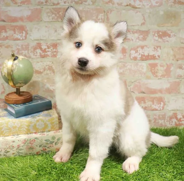 Male Pomsky puppy named Jorah for sale at Waggles Raleigh.