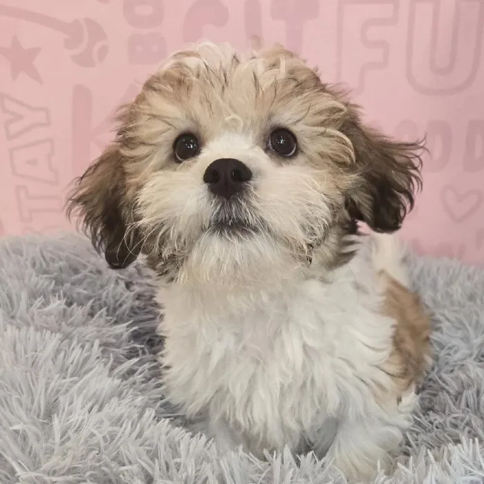 Male Teddy Bear puppy named Jerry for sale at Waggles Raleigh.