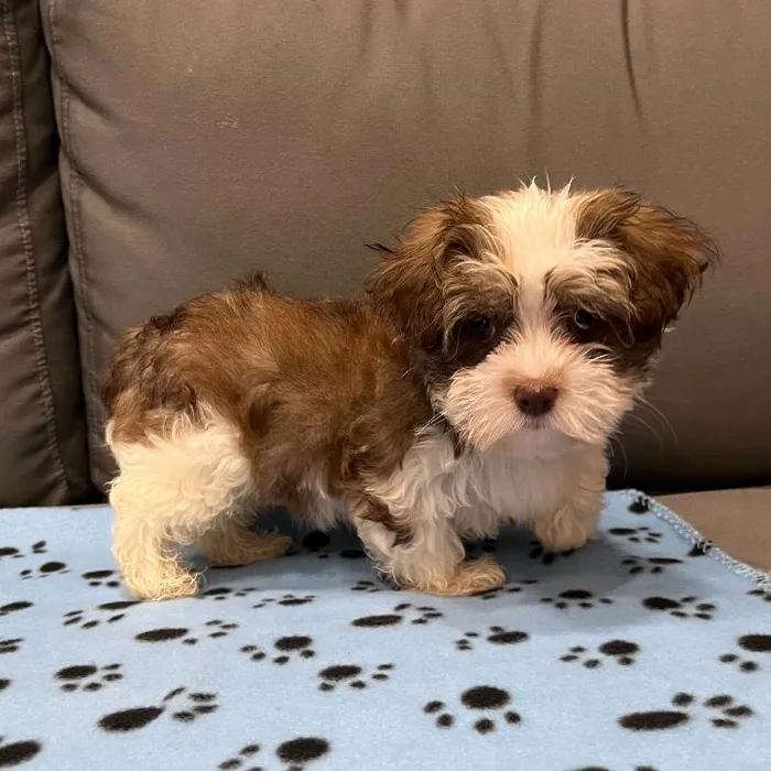 Male Havanese puppy named Albert for sale at Waggles Charlotte.