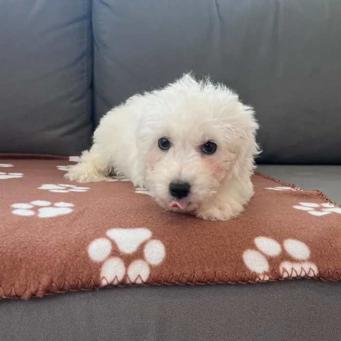 Male Bichon puppy named Isaac for sale at Waggles Charlotte.