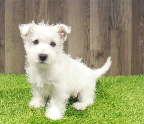 Female West Highland White Terrier puppy named Eliza for sale at Waggles Charlotte.