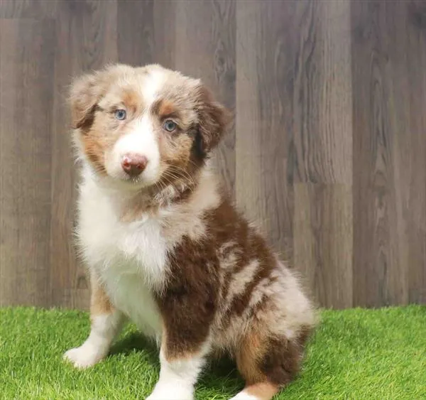 Female Australian Shepherd puppy named Alice for sale at Waggles Charlotte.