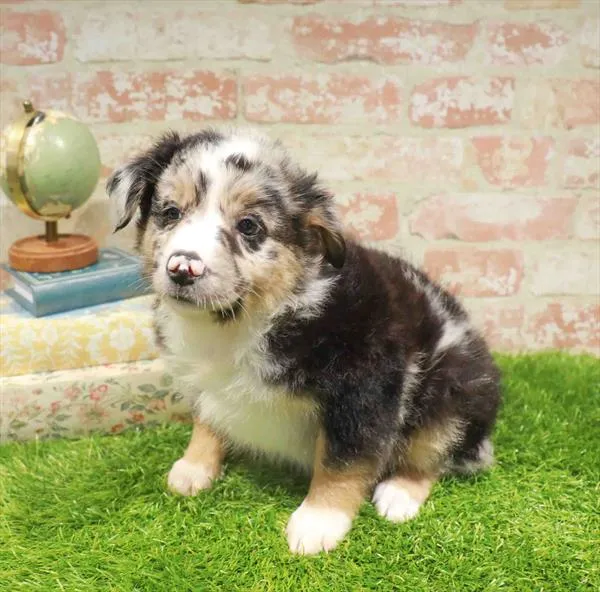 Female Mini Aussie puppy named Pepper for sale at Waggles Greensboro.