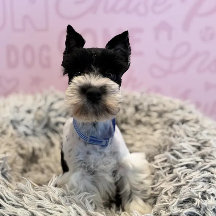 Male Mini Schnauzer puppy named Titan for sale at Waggles Greensboro.