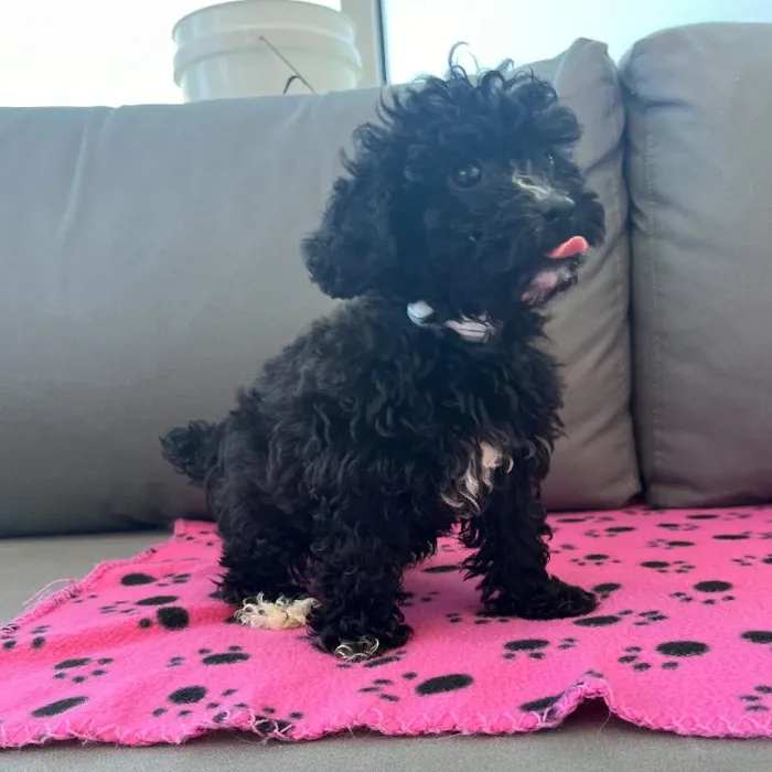 Female Havapoo puppy named Raven for sale at Waggles Charlotte.