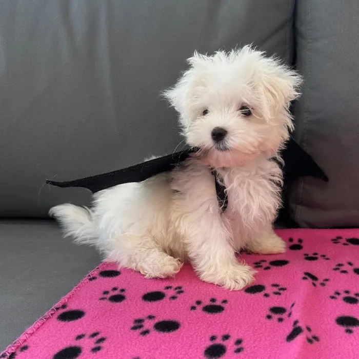 Male Maltese puppy named Nigel for sale at Waggles Charlotte.