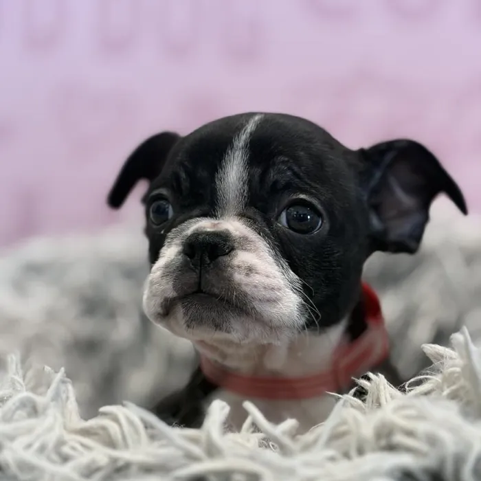 Female Frenchton puppy named Scarlet for sale at Waggles Greensboro.