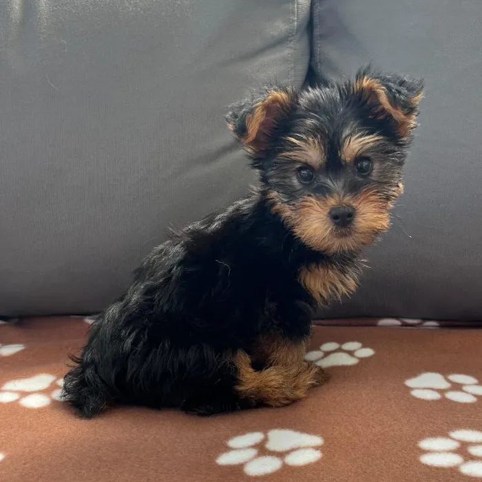 Male Yorkie puppy named Romeo for sale at Waggles Charlotte.