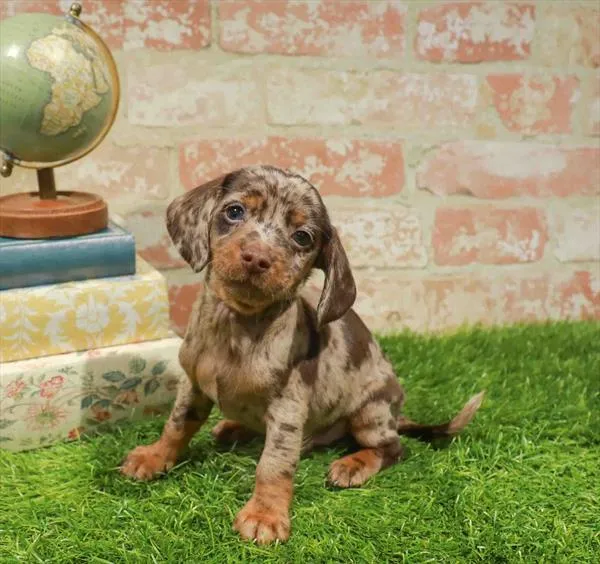 Male Dachshund puppy named Lucky for sale at Waggles Raleigh.