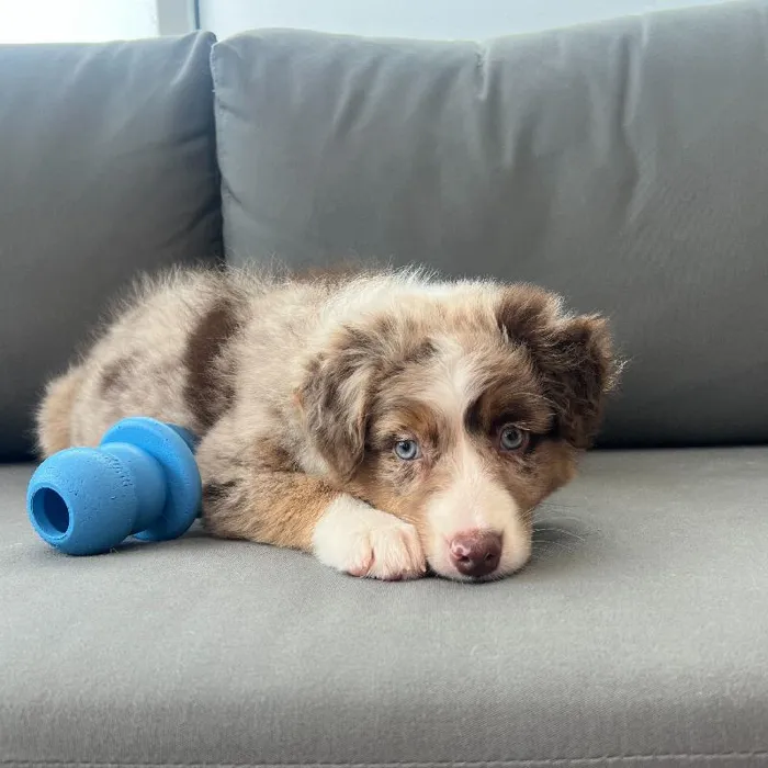 Female Australian Shepherd puppy named Alice for sale at Waggles Charlotte.