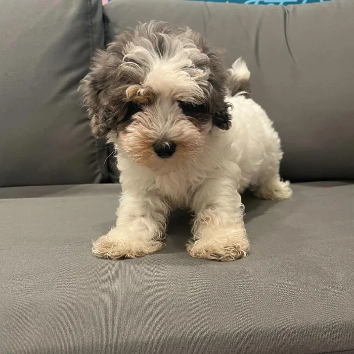 Male Schnoodle puppy named Mick for sale at Waggles Charlotte.
