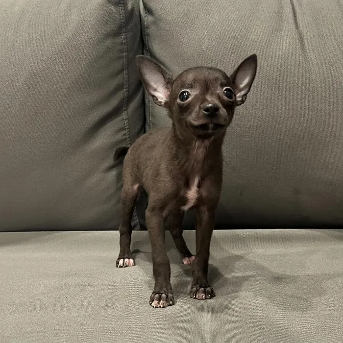 Female Chihuahua puppy named Sage for sale at Waggles Charlotte.
