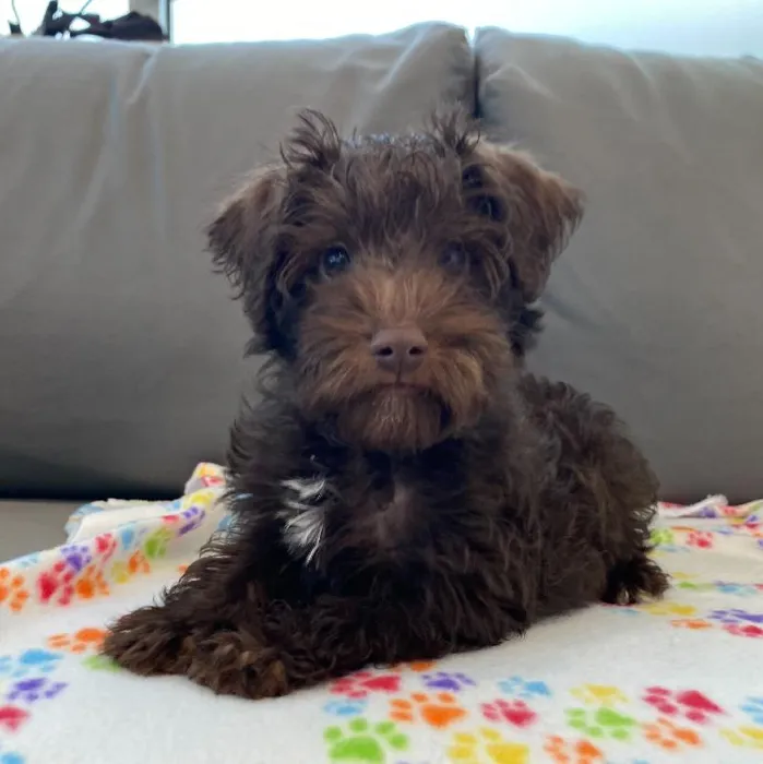 Male Schnoodle puppy named Eddy for sale at Waggles Charlotte.